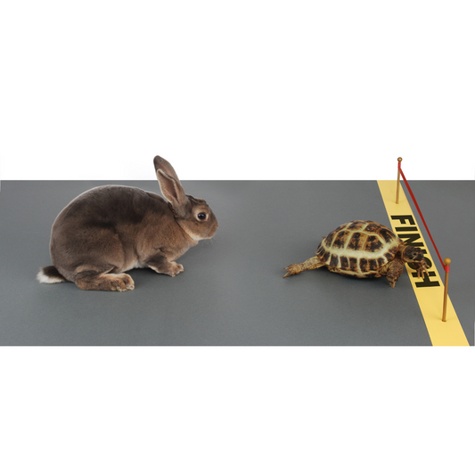 Tortoise beating the hare to the finish line